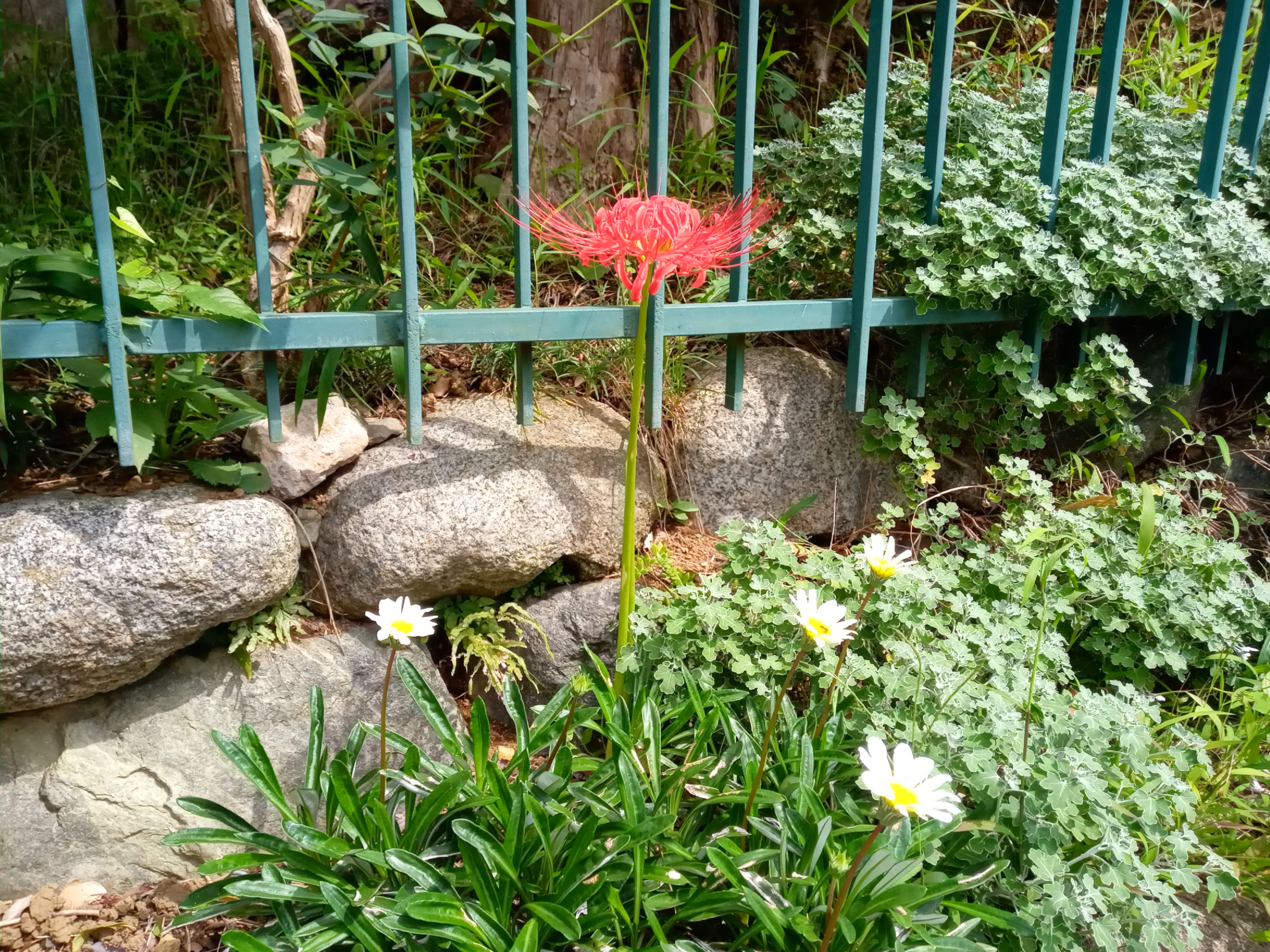 2021年秋法華経寺に咲く曼珠沙華の花１