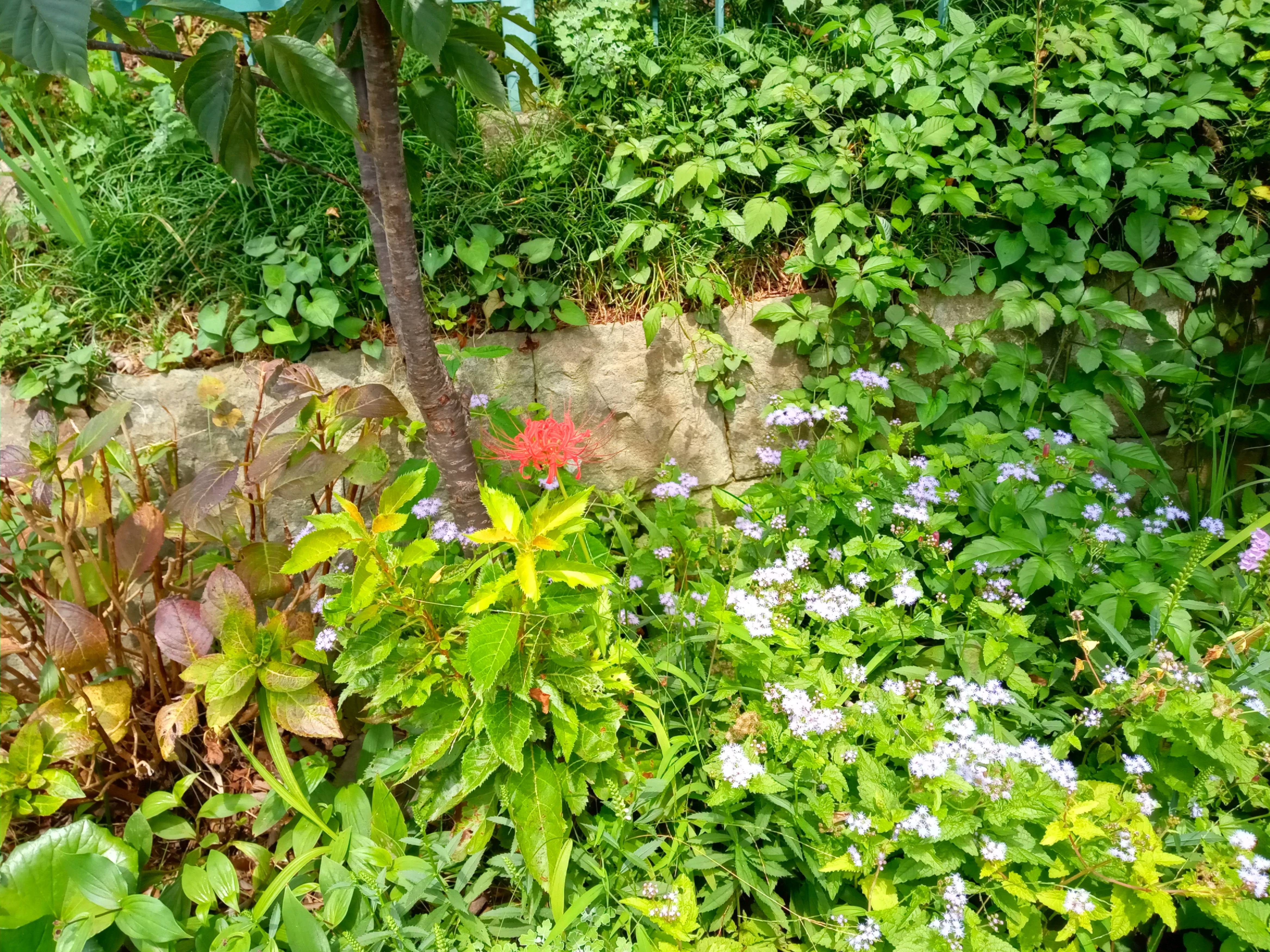 2021年秋法華経寺に咲く曼珠沙華の花２