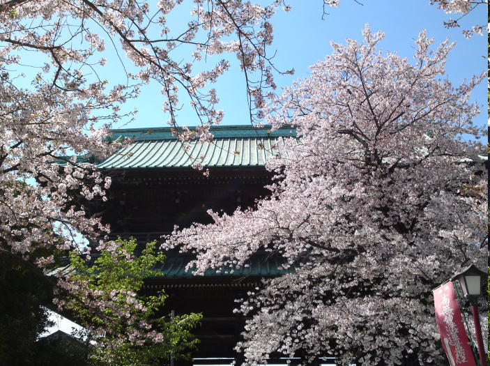 中山法華経寺仁王門と桜の花