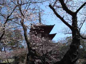 中山法華経寺五重塔と桜の花