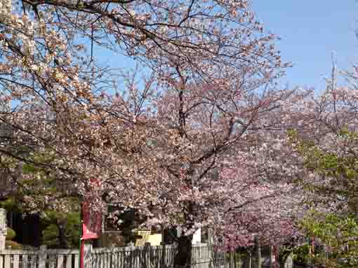 七分咲きの参道の桜並木