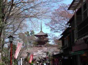 cherry blossoms and the five-story pagoda