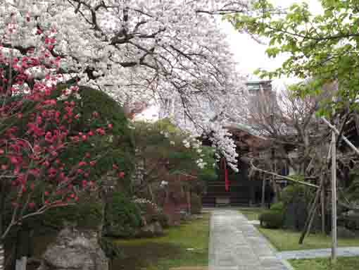 春の仁受山智泉院