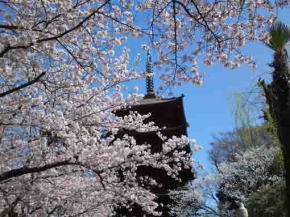 桜の名所中山法華経寺