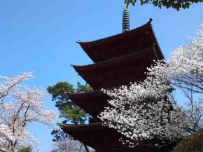桜に飾られた五重塔