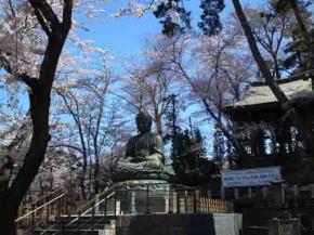 Nakayama Daibutsu in cherry blossoms