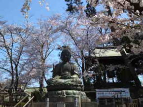 中山法華経寺の大仏と桜
