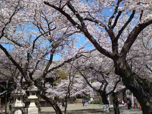法華経寺祖師堂脇の桜並木