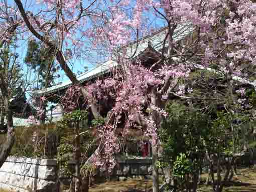 sakura by Hokkedo hall
