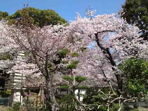 寶殿門と石塔と満開の桜