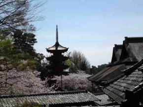 Gojunoto and sakura in Hokekyoji