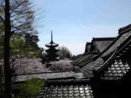 法華経寺五重塔遠景と桜