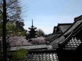 the five-story pagoda and cherry blossoms