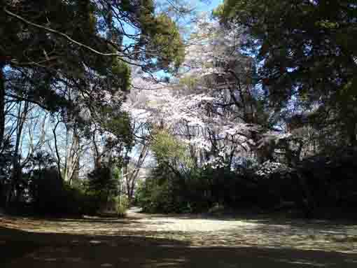 緑の林の中に咲く桜の花