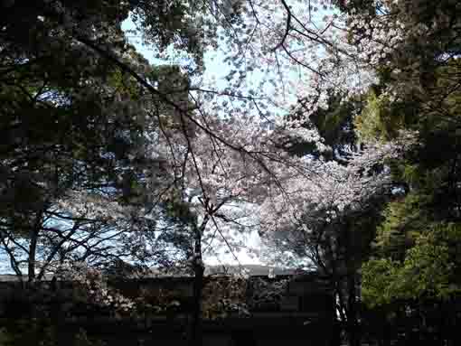 cherry blossoms blooming in the woods