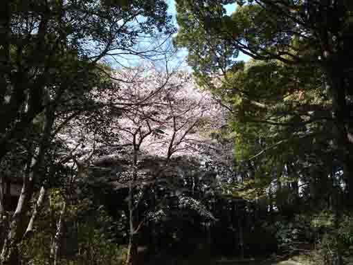 桜咲く聖教殿前の森