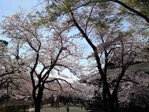 sakura between the gojunoto and the soshido