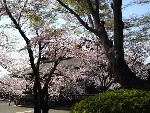 宝殿門からの祖師堂と桜