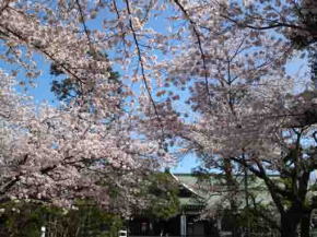中山法華経寺本殿と桜