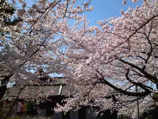 真横からの法華経寺祖師堂