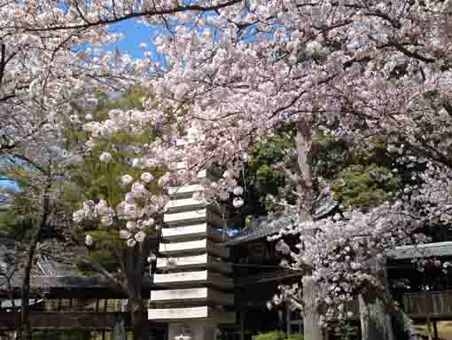 満開の桜と法華経寺の石塔