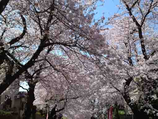 cherry blossoms blooming over the approach