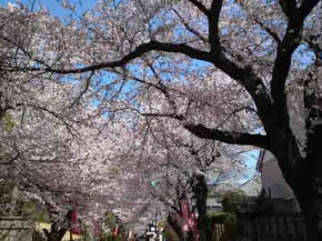 cherry blossoms along the approach road
