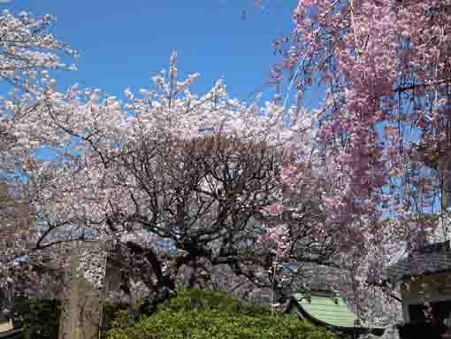 viewing sakura from Honkoji Temple