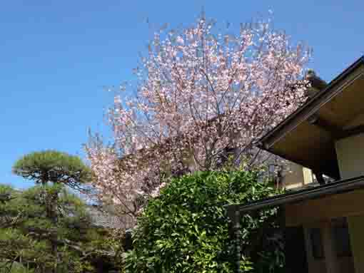 本行院境内の桜