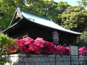 pink azaleas surrounding Hokkedo