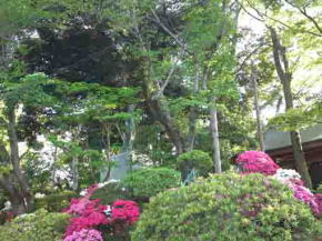 azaleas surrounding the stone Buddha