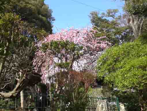 令和２年中山法華経寺に咲く梅の花�A