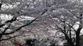 満開の桜と仁王門の屋根