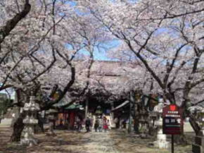 祖師堂参道と満開の桜