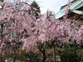 法華堂と満開の枝垂桜