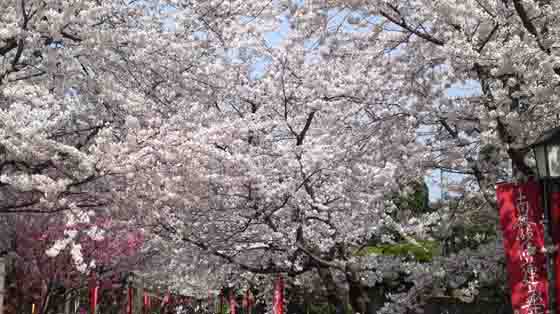満開の桜咲く中山法華経寺