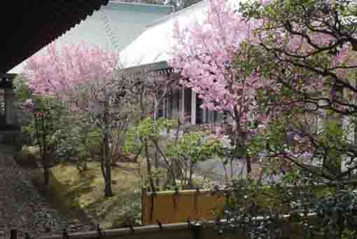 鬼子母神堂中庭の桜