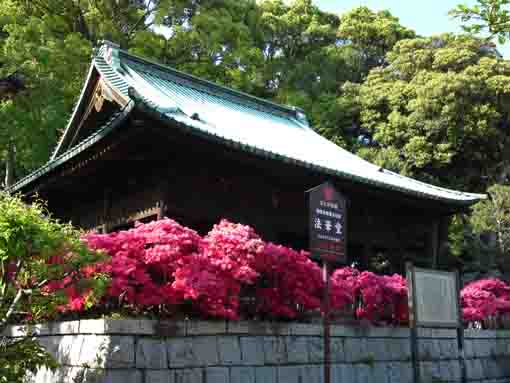 Hokkedo in spring