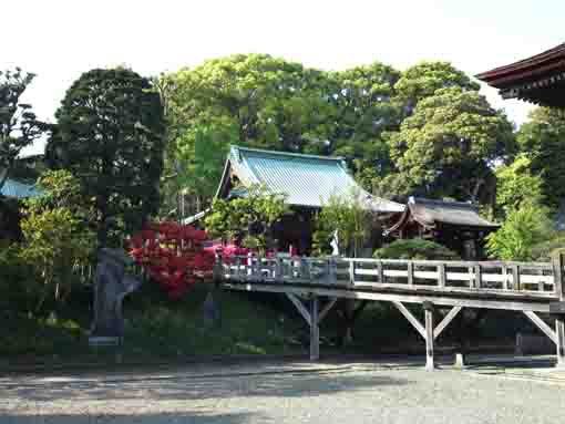 azalea flowers in Nakayama Hokekyoji