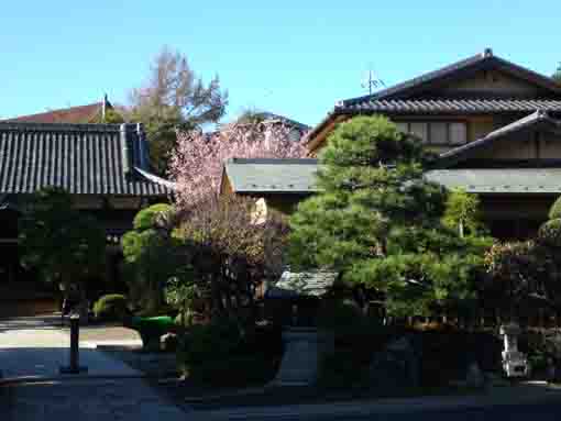 cherry blossoms beside the main hall