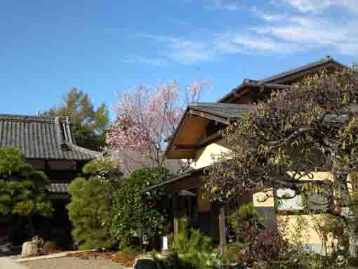 玄妙山本行院の秋に咲く桜