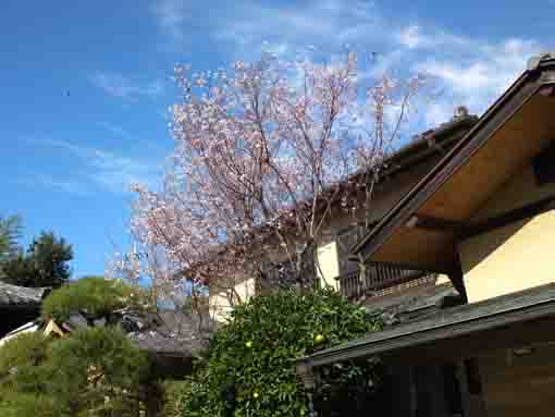 cherry blossoms and Hongyoin Temple