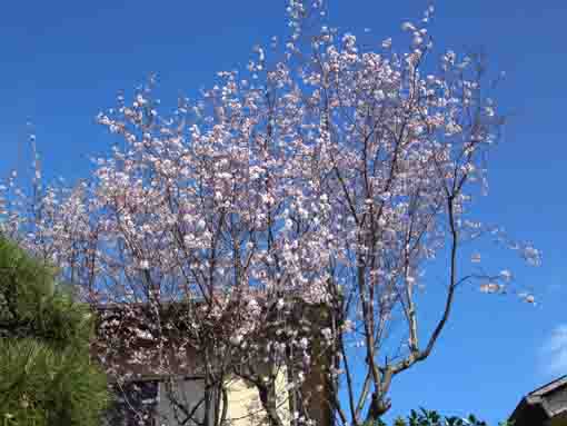 青空と本行院の桜
