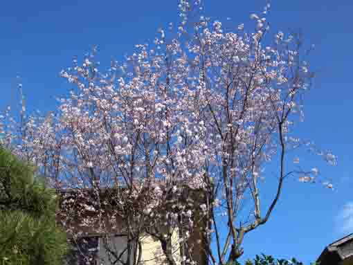 sakura in fall in Hongyoin