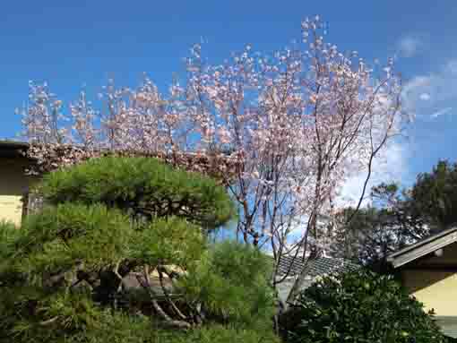 令和元年本行院の秋の桜�C