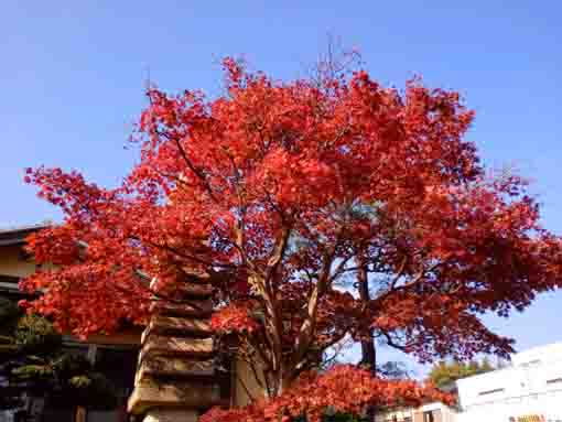 令和３年秋本行院に咲く紅葉１