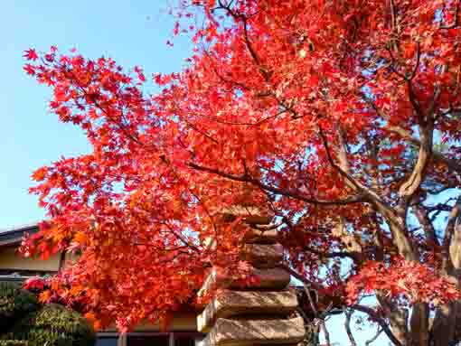 令和３年秋本行院に咲く紅葉２