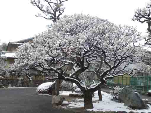 雪をかぶった本行院の白梅の木