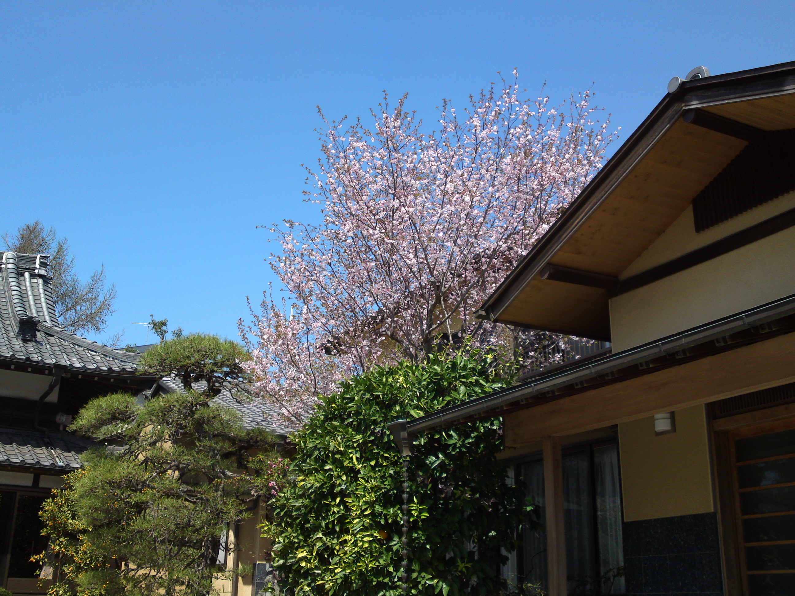 2018年本行院の春に咲く十月桜の花１