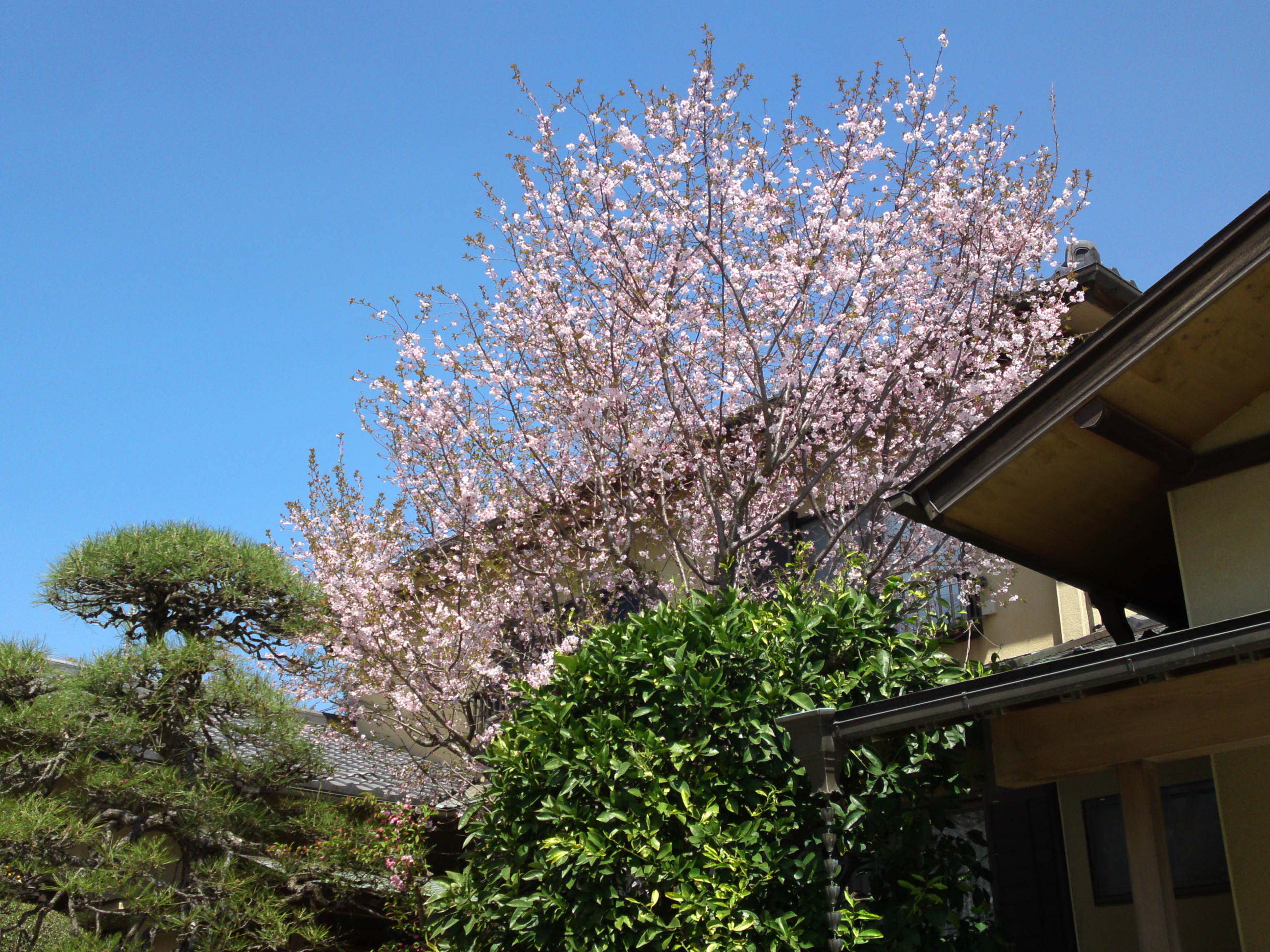 2018年本行院の春に咲く十月桜の花２